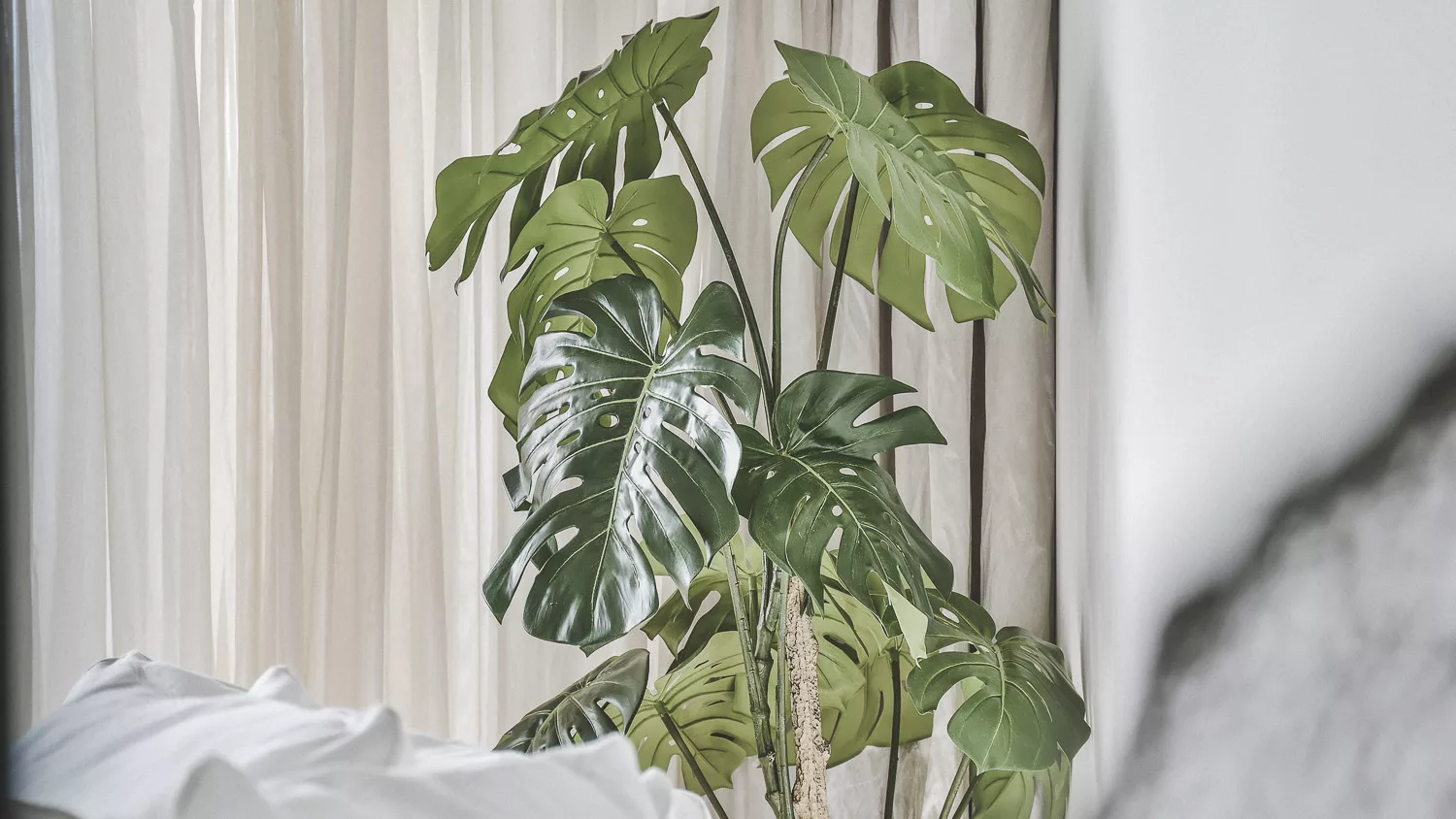Monstera or Areca Palm can transform your house into a tropical paradise.