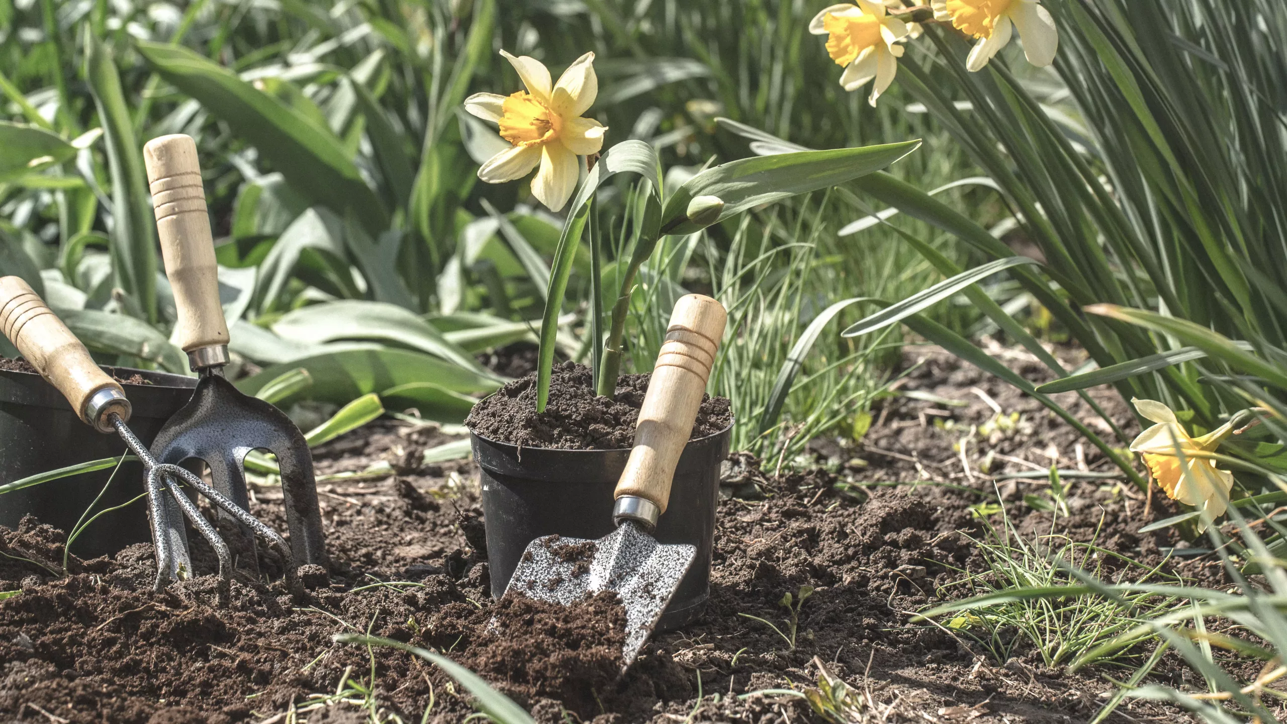 Planting flowers in the garden, garden tools, flowers